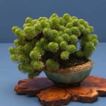 Khám Phá Các Loại Sen Đá Sedum Đẹp